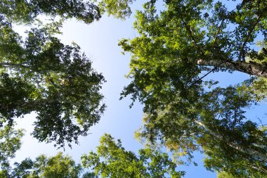 orman manzaralı aşağıdan gökyüzüne huş ağacı