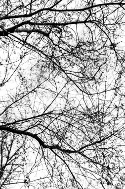 Beyaz arkaplanda ağaç dalları silueti