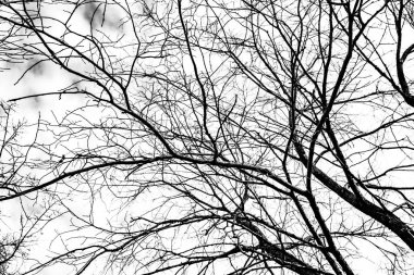 Beyaz arkaplanda ağaç dalları silueti