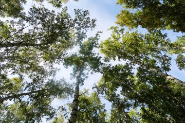 huş ağacı orman manzaralı gökyüzüne Sonbahar Doğa