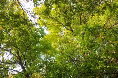 Sonbahar Orman Manzara Doğa