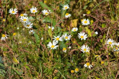 papatya çiçeği peyzaj alanı