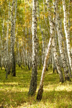Sarı huş ağacı orman, geç sonbahar doğa manzara