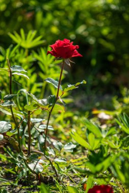 Lupinus çiçek yeşil yeşillik doğa ile parlak