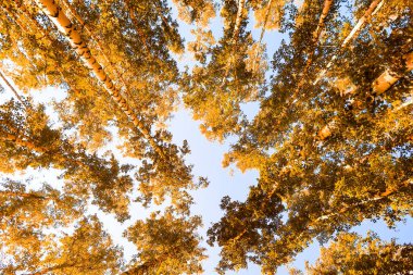 gökyüzü sonbahar arka planı sarı huş ağacı yaprakları