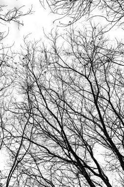 Beyaz arkaplanda ağaç dalları silueti