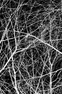 ağaç dalları siluet siyah arka plan üzerine beyaz