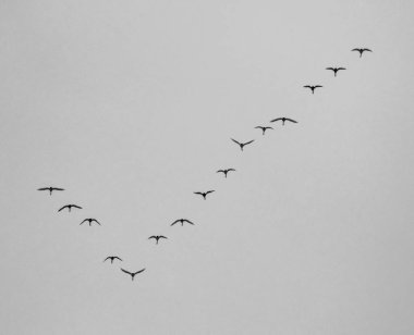 kazlar içinde gök yüksek, siyah beyaz sinek