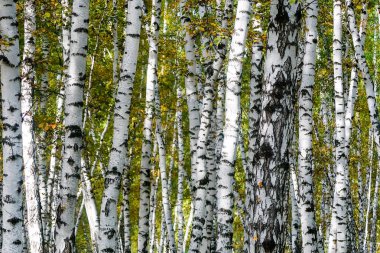 Sarı huş ağacı orman, geç sonbahar doğa manzara
