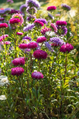 parlak sonbahar çiçek doğa manzara