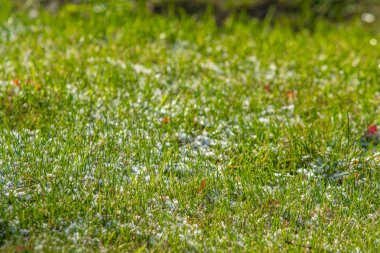 yeşil çim kar arka plan bokeh bulanık