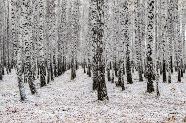 İlk kar huş ağacı orman manzara kış