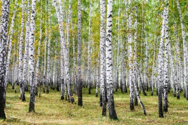 Sarı huş ağacı orman, geç sonbahar doğa manzara