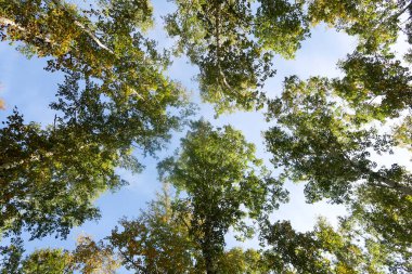 huş ağacı orman manzaralı gökyüzüne Sonbahar Doğa