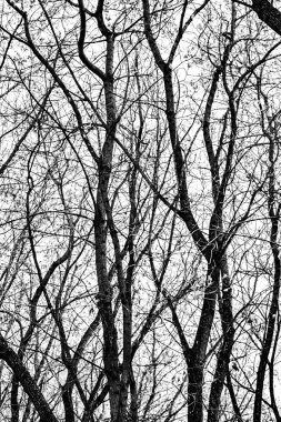 Beyaz arkaplanda ağaç dalları silueti