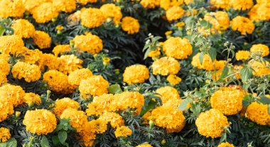 birçok marigolds küçük çiçekler