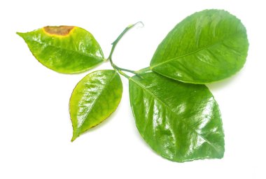 Beyaz arkaplanda yeşil yaprak