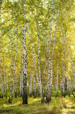 Sarı huş ağacı orman, geç sonbahar doğa manzara