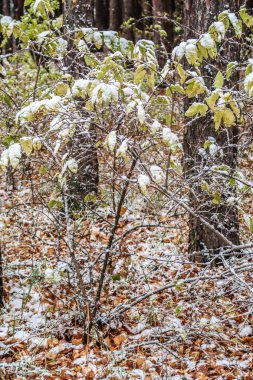sonbahar manzara bir huş ormandaki ilk kar