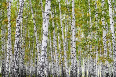 Sarı huş ağacı orman, geç sonbahar doğa manzara