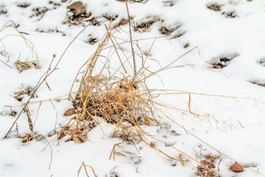 çim kar kış manzara altından sarı