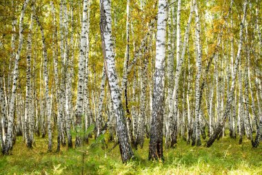 Sarı huş ağacı orman, geç sonbahar doğa manzara