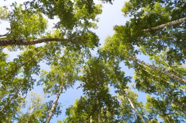 orman manzaralı aşağıdan gökyüzüne huş ağacı