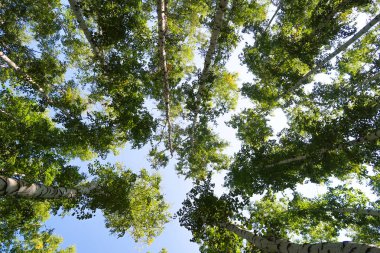 orman manzaralı aşağıdan gökyüzüne huş ağacı