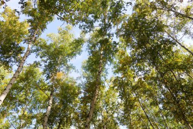 huş ağacı orman manzaralı gökyüzüne Sonbahar Doğa