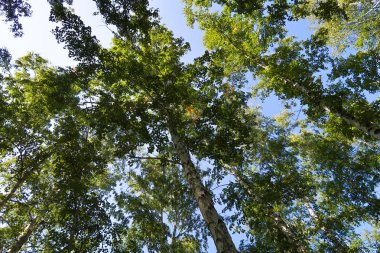 orman manzaralı aşağıdan gökyüzüne huş ağacı