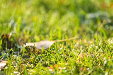 yeşil çim bokeh arka plan bulanık