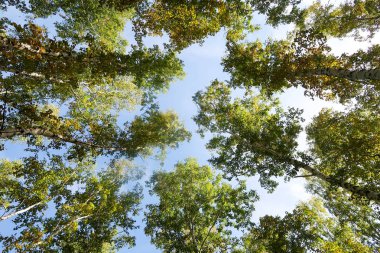 huş ağacı orman manzaralı gökyüzüne Sonbahar Doğa
