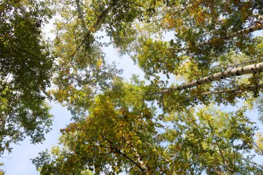 huş ağacı orman manzaralı gökyüzüne Sonbahar Doğa