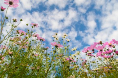 Cosmos çiçekler, görüntülemek aşağıdan gökyüzüne doğru
