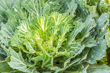 closeup süs lahana bitki