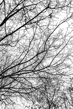 Beyaz arkaplanda ağaç dalları silueti