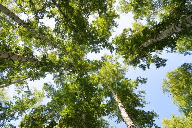 orman manzaralı aşağıdan gökyüzüne huş ağacı