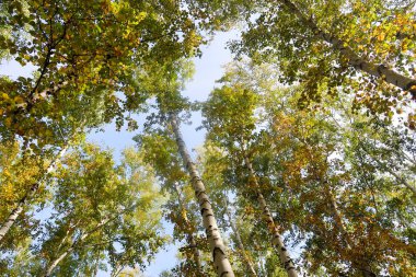 huş ağacı orman manzaralı gökyüzüne Sonbahar Doğa