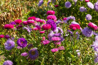 parlak sonbahar çiçek doğa manzara