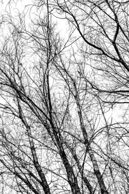 Beyaz arkaplanda ağaç dalları silueti