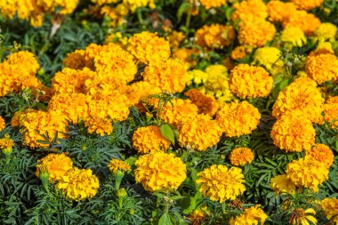 birçok marigolds küçük çiçekler