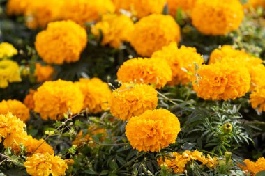 birçok marigolds küçük çiçekler