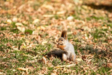 çimenlerin üzerinde sonbahar ormandaki sincap