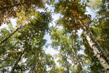 huş ağacı orman manzaralı gökyüzüne Sonbahar Doğa