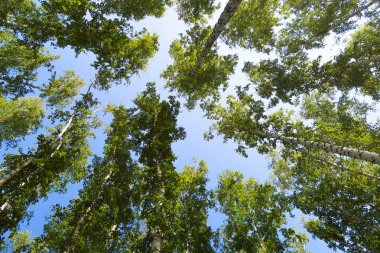 orman manzaralı aşağıdan gökyüzüne huş ağacı