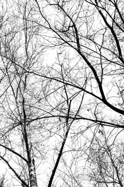 Beyaz arkaplanda ağaç dalları silueti