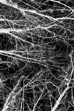 ağaç dalları siluet siyah arka plan üzerine beyaz