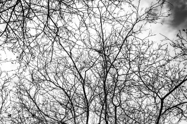 Beyaz arkaplanda ağaç dalları silueti
