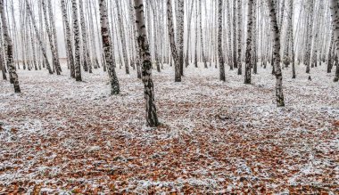sonbahar manzara bir huş ormandaki ilk kar