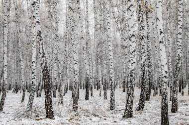 İlk kar huş ağacı orman manzara kış